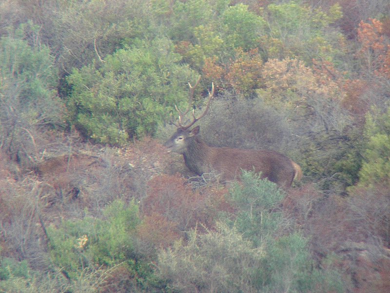 Cervus elaphus corsicanus (cervo sardo)